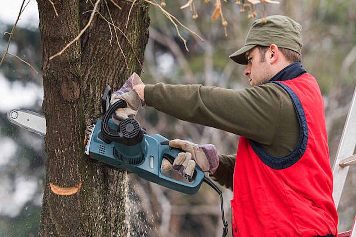 Is Hiring A Tree Surgeon Really Beneficial?